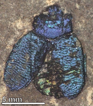 Figure 5. A chrysomelid beetle from the Eocene of Eckfeld, Germany.  The color is structural in origin.
