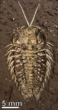 The trilobite Triarthrus, preserved in pyrite, from the Ordovician of Upstate New York.