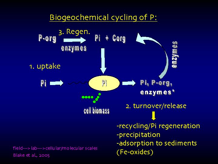 Marine P-Cycle Studies