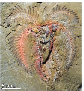 Figure 1. The arthropod Furca from the Ordovician Fezouata shales, Morocco.