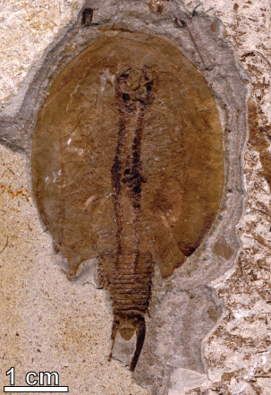 Figure 4. The notostracan (‘tadpole shrimp’) Chenops from the Cretaceous of China.