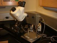 stereomicroscope